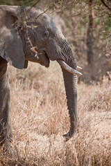 Voyage Afrique
