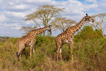 Voyage Afrique