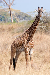 Voyage Afrique