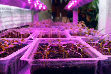 The seedlings in the growbox, under a special light for plants.. LED lighting