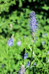 Raiponce (Phyteuma nigrum)