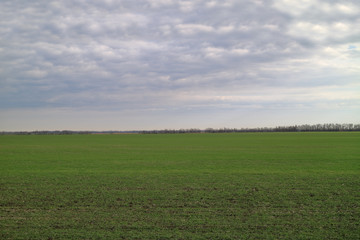 Fototapeta na wymiar Field with young seedlings of wheat.