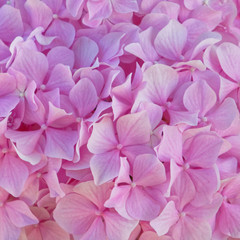 pink Ortensia flowers natural background