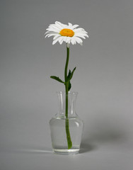 one chamomile flower in a vase on gray background