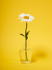 one chamomile flower in a vase on yellow background