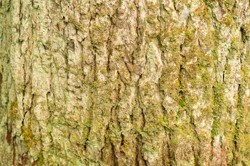 Tree bark texture, as natural background