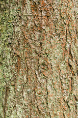 Tree bark texture, as natural background