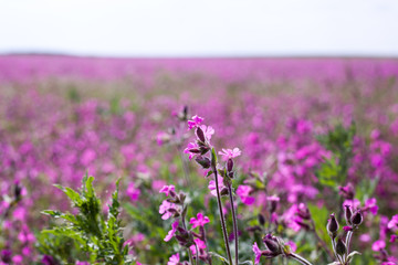 pink and purple cosmos flowers on a field