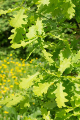 Fototapeta na wymiar Oak green young leaves. Oak branch with green leaves on a sunny day. Blurred leaf background. Closeup.