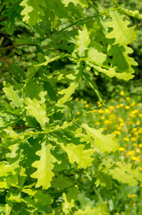 Oak green young leaves. Oak branch with green leaves on a sunny day. Blurred leaf background. Closeup.