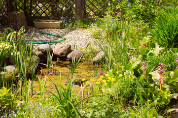 small pond in the garden on a sunny day