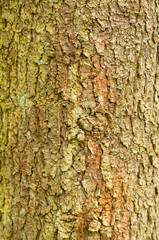 Tree bark texture, as natural background