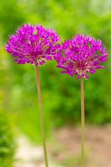 Blooming violet onion plant in garden. Flower decorative onion. Close-up of violet onions flowers on summer field.(allium giganteum). Beautiful blossoming onions. Garlic flowers