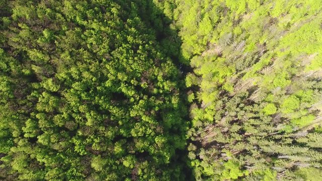 Flying over the beautiful Ukrainian Carpathians mountain and coniferous forest. Aerial camera shot. Landscape panorama. Ukraine. Top view. Video 4k