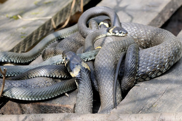 Grass snakes Natrix Natrix lies on a wooden boards