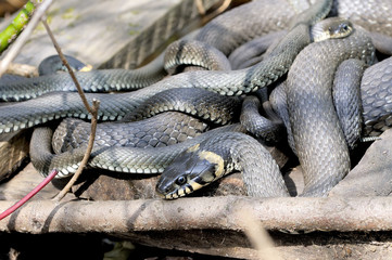 Grass snakes Natrix Natrix lies on a wooden boards