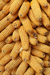 Fototapeta na wymiar Close up photo of dried corn 