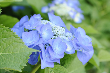 青い紫陽花