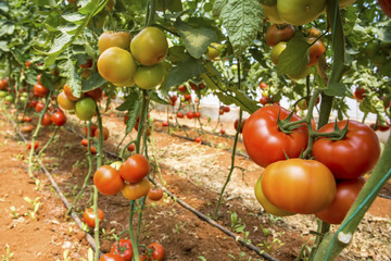 Tomatoes field greenhouse