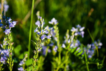  Veronica flowers blue. Wild medicinal plants. The flowers grow in the field.Blue Verónica flowers are covered with sunlight. Flower background.