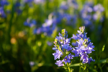  Veronica flowers blue. Wild medicinal plants. The flowers grow in the field.Blue Verónica flowers are covered with sunlight. Flower background.