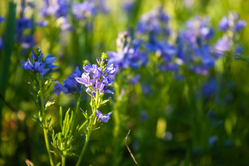  Veronica flowers blue. Wild medicinal plants. The flowers grow in the field.Blue Verónica flowers are covered with sunlight. Flower background.