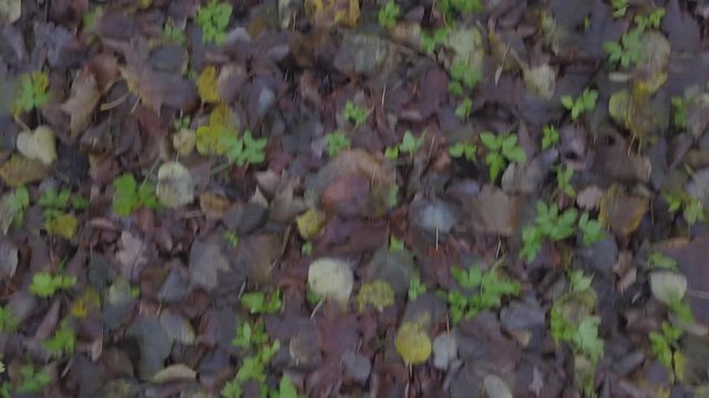 Old Cemetety Lielie Kapi Riga Latvia city aerial drone view 4K UHD video
