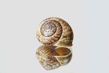 Land snail shell, Arianta arbustorum