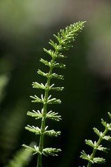 Common field horsetail (Equisetum arvense),  traditional medicinal plant