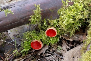 Scarlet elfcup (Sarcoscypha austriaca), wild mushroom from Finland