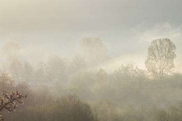 Obraz na płótnie Canvas Misty mornings in the woods