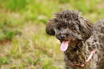 Close up picture of black poodle puppy with curly hair with his pink tongue out, blurry brown and green background, copy space