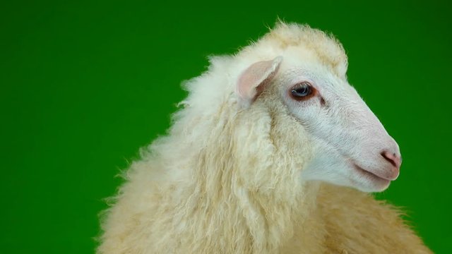 preparation for photography, combing sheep on the green screen