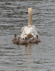 white mute swan with cute cygnets following it