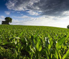 Cultivation of corn