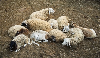 Obraz na płótnie Canvas Flock of sheep sitting on ground