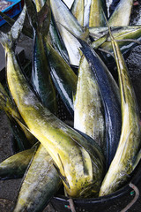 Common dolphinfish at the seafood market 