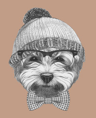 Portrait of Hipster, portrait of Maltese Poodle with sunglasses, hat and bow tie,  
 hand-drawn illustration