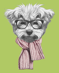 Portrait of Maltese Poodle with scarf and glassese,  hand-drawn illustration