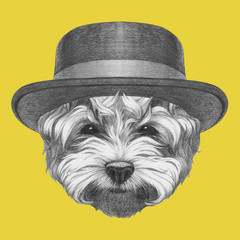 Portrait of Maltese Poodle with hat,  hand-drawn illustration
