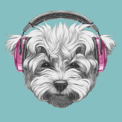 Portrait of Maltese Poodle with headphones,  hand-drawn illustration