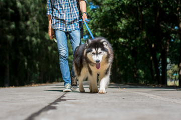 Young man walking with a Siberian Husky dog.