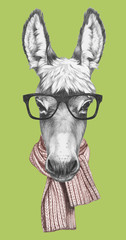 Portrait of Donkey with scarf and glasses,  hand-drawn illustration
