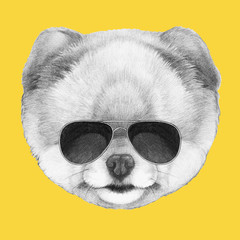 Portrait of Pomeranian with sunglasses,  hand-drawn illustration