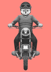 Pomeranian rides motorcycle,  hand-drawn illustration