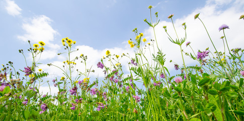 Sommerwiese / Frühlingswiese Panorma