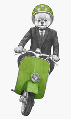 Pomeranian rides scooter,  hand-drawn illustration