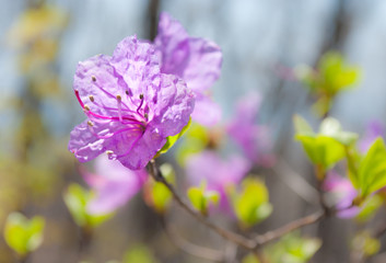 Pink flowers Rhododendron and blue sky. Beautiful spring landscape.