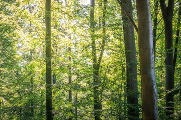 Fototapeta na wymiar Sonne im Wald