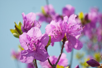 Naklejka na ściany i meble Pink flowers Rhododendron and blue sky. Beautiful spring landscape.